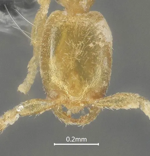 Leptanilla beijingensis specimen