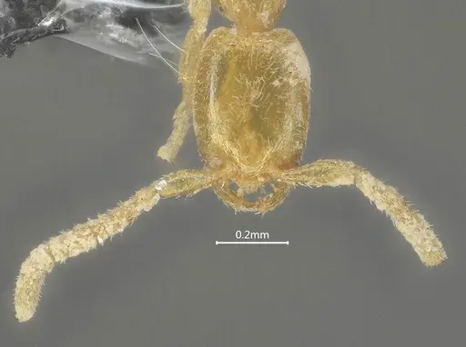 Leptanilla beijingensis specimen