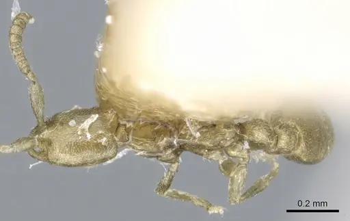 Leptanilla besucheti specimen