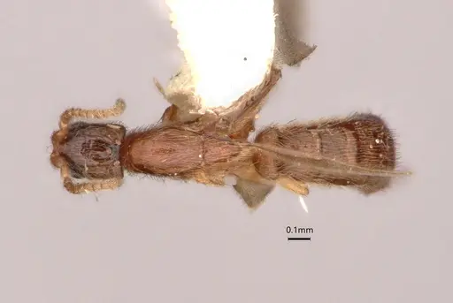 Leptanilla bethyloides specimen