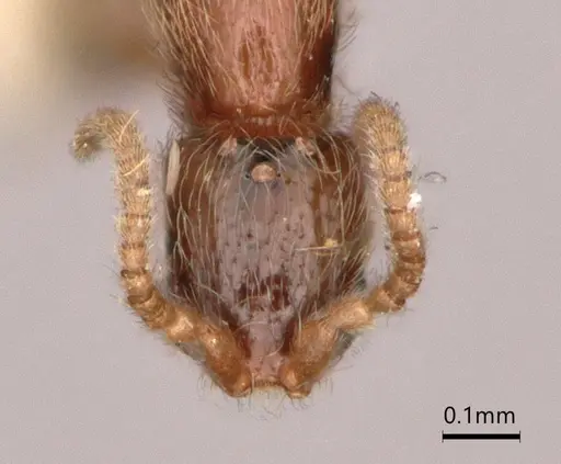 Leptanilla bethyloides specimen