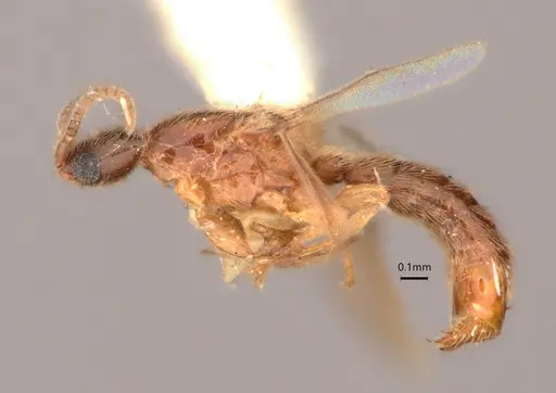 Leptanilla bethyloides specimen