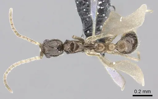 Leptanilla bifurcata specimen