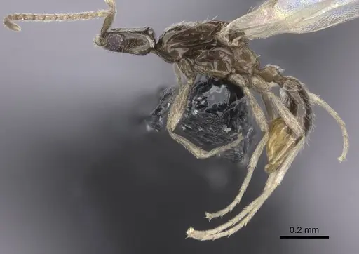 Leptanilla bifurcata specimen