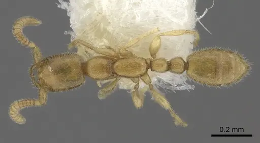 Leptanilla boltoni specimen