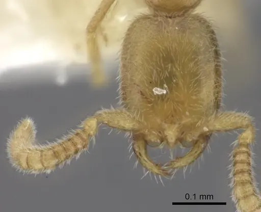 Leptanilla boltoni specimen