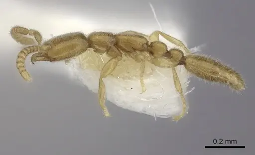 Leptanilla boltoni specimen