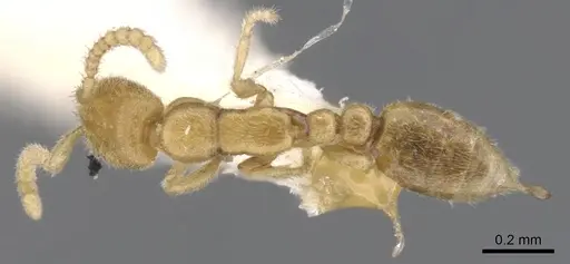 Leptanilla buddhista specimen