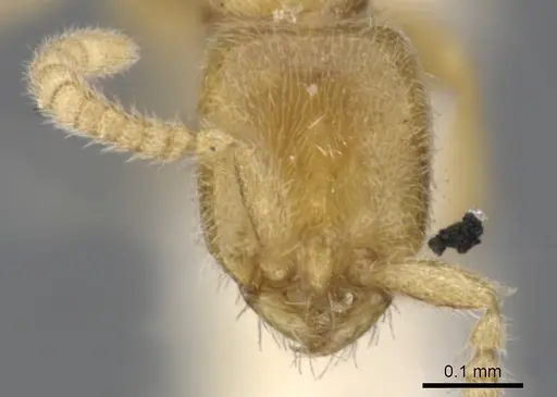 Leptanilla buddhista specimen