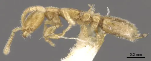 Leptanilla buddhista specimen