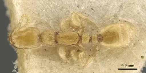 Leptanilla butteli specimen