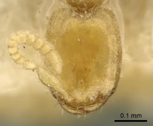 Leptanilla butteli specimen