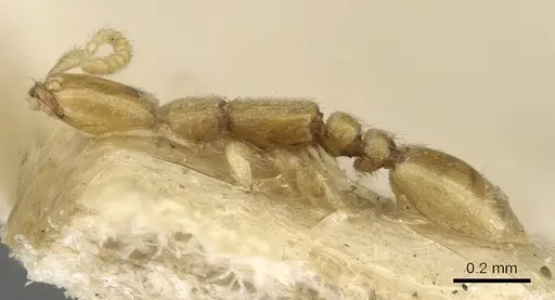 Leptanilla butteli specimen