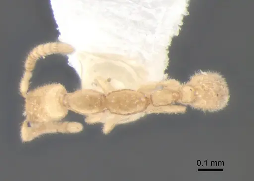 Leptanilla charonea specimen