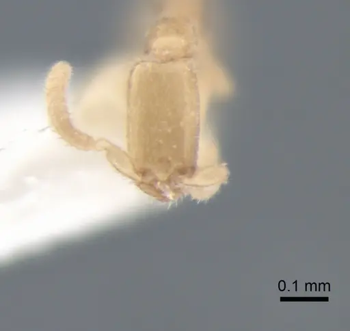 Leptanilla charonea specimen