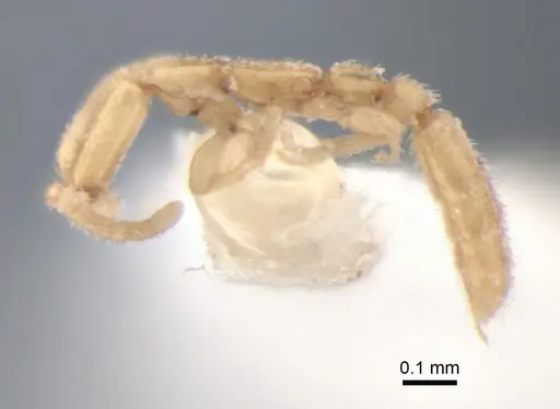 Leptanilla charonea specimen