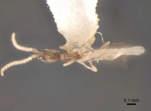 Leptanilla charonea - CASENT0842637