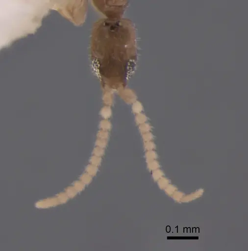 Leptanilla charonea - CASENT0842637