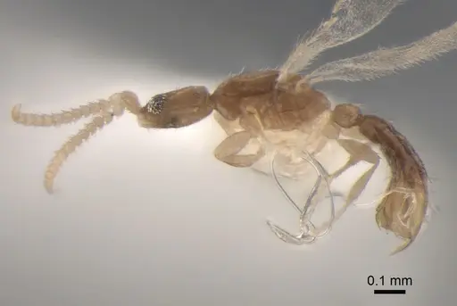 Leptanilla charonea - CASENT0842637