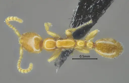 Leptanilla dehongensis specimen