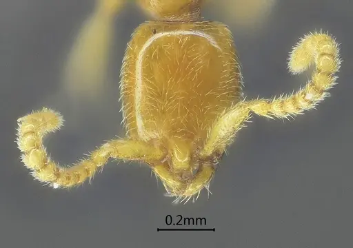 Leptanilla dehongensis specimen