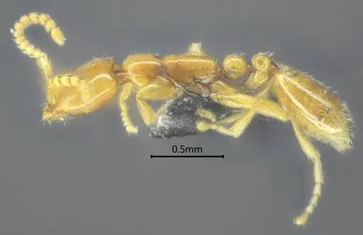 Leptanilla dehongensis specimen