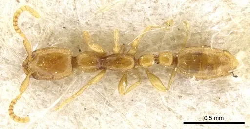 Leptanilla doderoi specimen