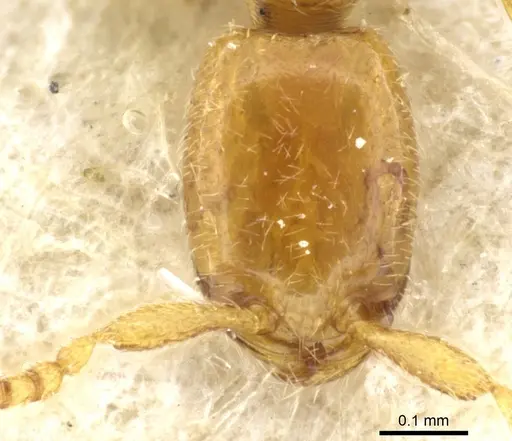 Leptanilla doderoi specimen