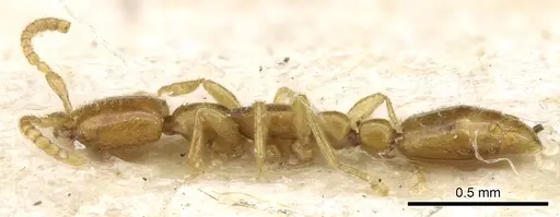 Leptanilla doderoi specimen
