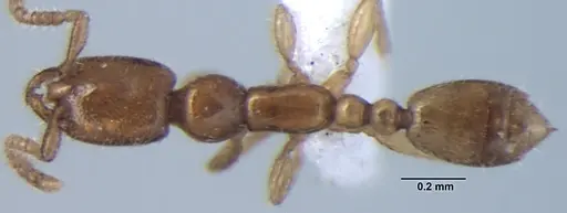 Leptanilla escheri specimen