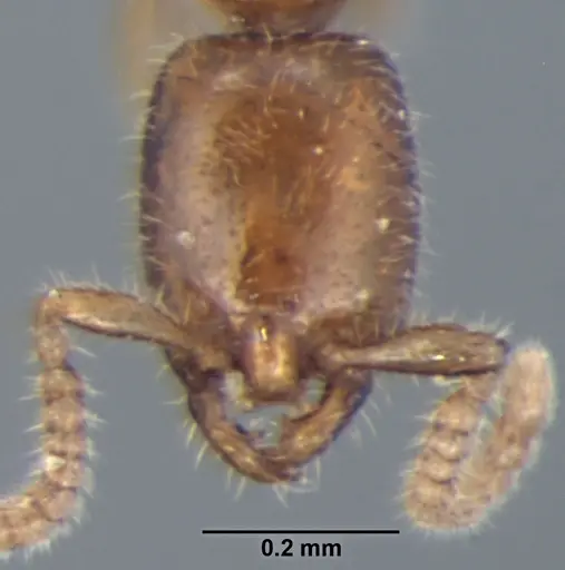 Leptanilla escheri specimen