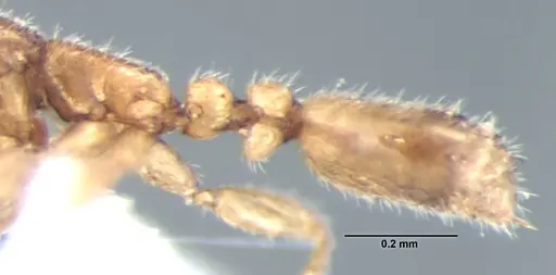 Leptanilla escheri - ANTWEB1008003