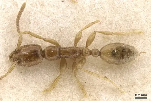 Leptanilla escheri - CASENT0907607