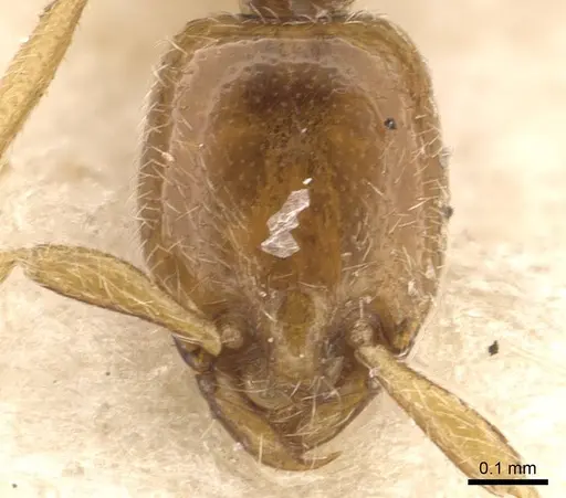 Leptanilla escheri - CASENT0907607