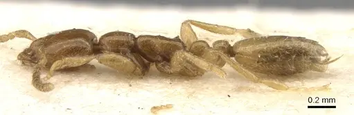 Leptanilla escheri - CASENT0907607