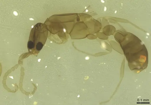 Leptanilla exigua specimen