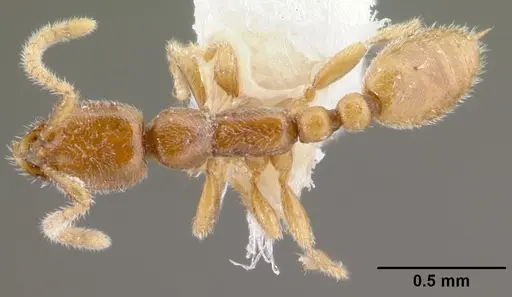 Leptanilla havilandi specimen