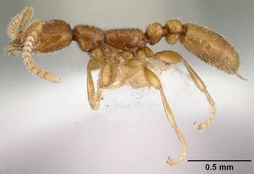 Leptanilla havilandi specimen