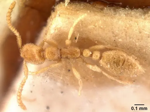 Leptanilla havilandi - CASENT0101455