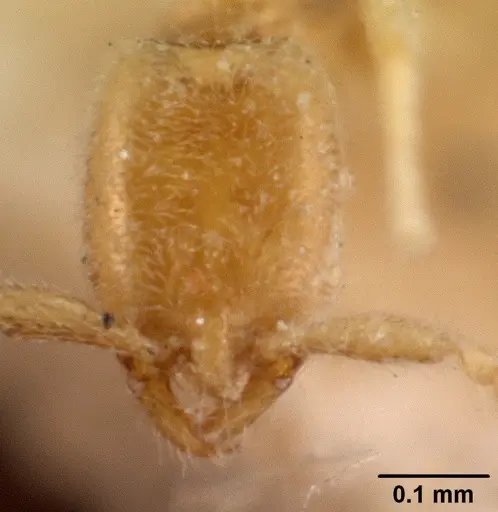 Leptanilla havilandi - CASENT0101455