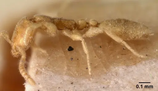 Leptanilla havilandi - CASENT0101455