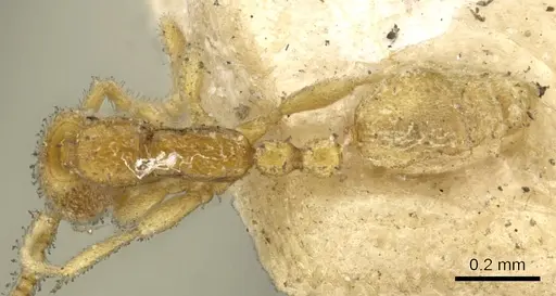 Leptanilla havilandi - CASENT0901483