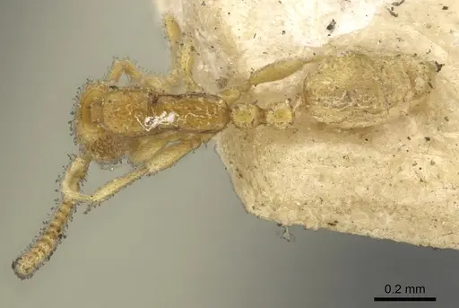 Leptanilla havilandi - CASENT0901483