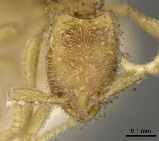 Leptanilla havilandi - CASENT0901483