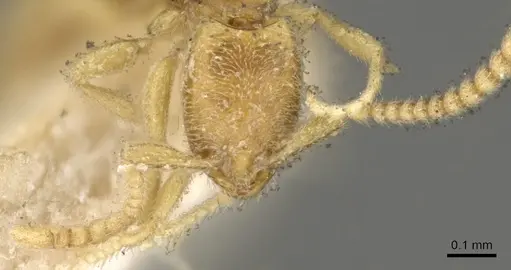 Leptanilla havilandi - CASENT0901483