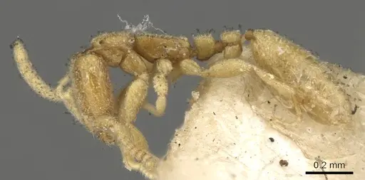 Leptanilla havilandi - CASENT0901483