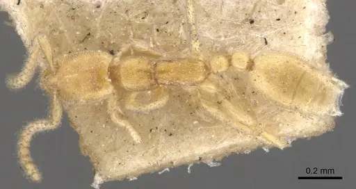 Leptanilla havilandi - CASENT0902773