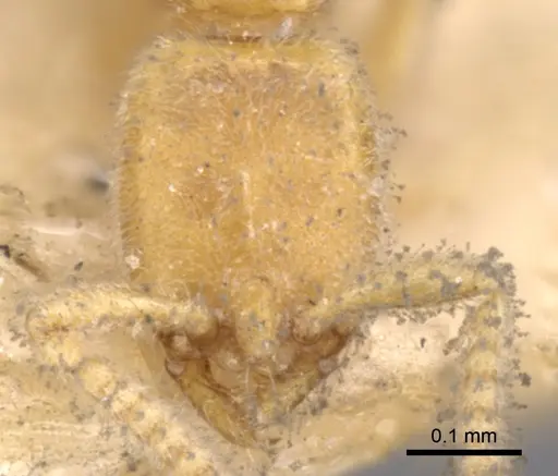 Leptanilla havilandi - CASENT0902773