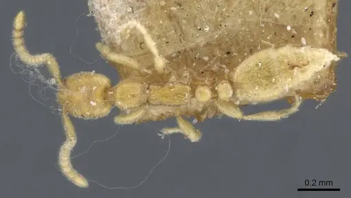 Leptanilla havilandi - CASENT0907032