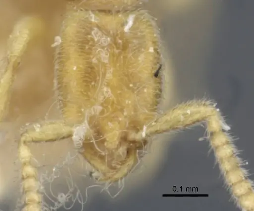 Leptanilla havilandi - CASENT0907032